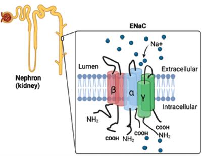 Hypertension and human immunodeficiency virus: A paradigm for epithelial sodium channels?